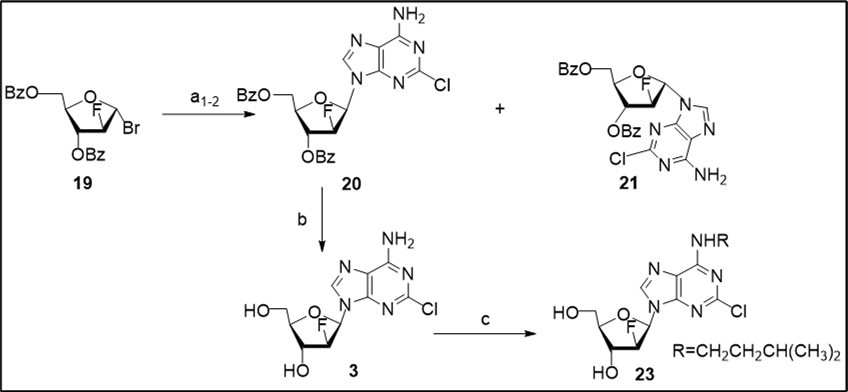  Synthesis of clofarabine 3 and its N6-alkylated analogue 23 from the glycosyl                bromide 19. Reagents and conditions: a1) bromide 19, K-salt of 2-ClAde generated with                     t-BuOK in 1,2-DME in the presence of 1.6 equiv anhydrous KBr, CH3CN, rt, 18 h, 45-48% 20, 16%, 21; a2) bromide 19, K-salt of 2-ClAde generated with t-BuOK in 1,2-DME in the presence of 1.5 equiv anhydrous KBr, CH3CN/CH2Cl2 (2:1), rt, 55 h, 55% 20, 18% 21; b) 20, NH3/MeOH, rt, 78%; c) 3, t-BuOK, DMSO, (CH3)2CHCH2CH2OMs (22), 89-90 0C, 90 min, 23, 73% taking into account of recovery of the starting nucleoside.