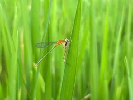 Ischnura senegalensis feeding on Agriocnemis pygmaea