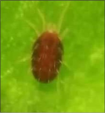 Adult Tetranychus urticae (photo by Gladys)