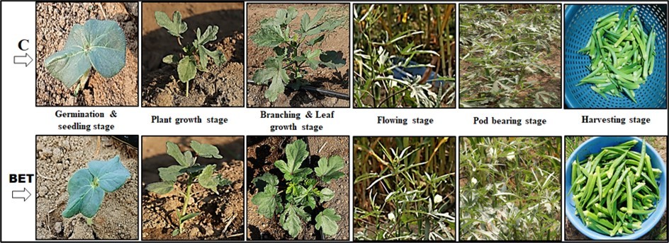 Journal of Farming - Abelmoschus esculentus L