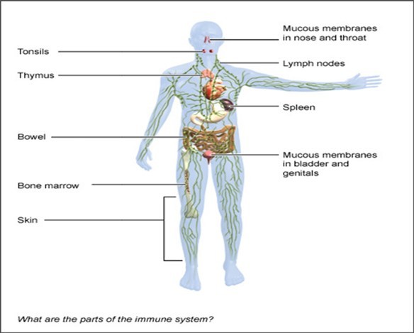 Figure 3. Networks of the immune system
