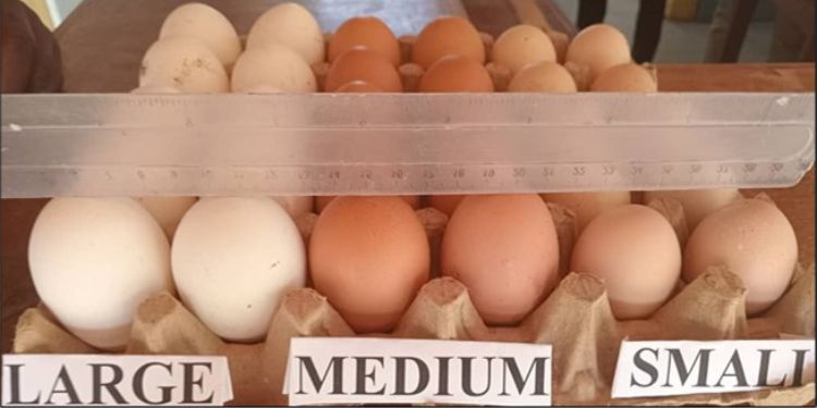 Journal of Farming - Nutrient Absorption  